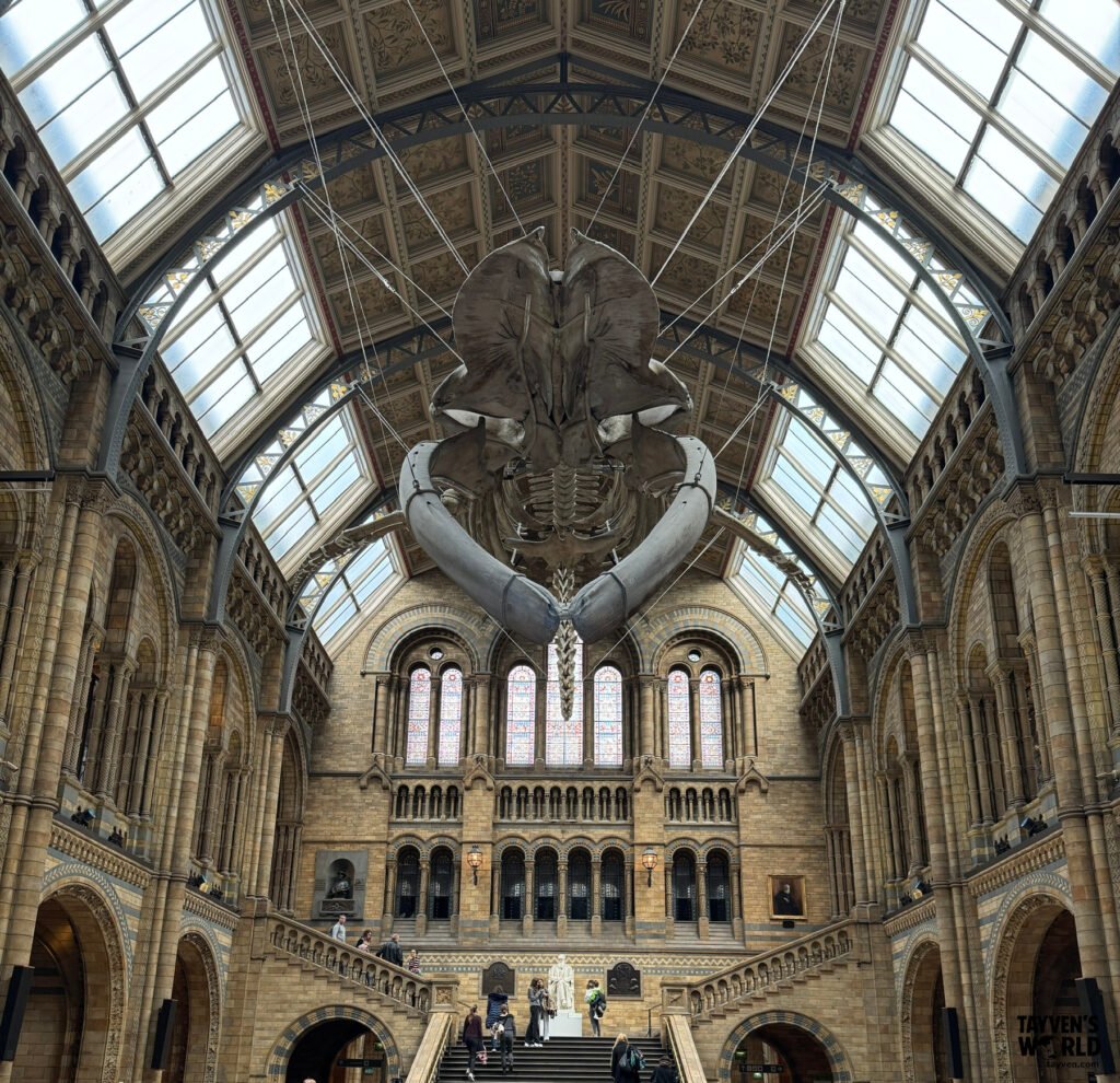 Grand interior of Hintze Hall at the Natural History Museum in London with the suspended blue whale skeleton “Hope.”