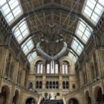 Grand interior of Hintze Hall at the Natural History Museum in London with the suspended blue whale skeleton “Hope.”