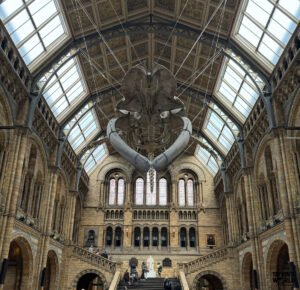 London Natural History Museum Whale Skeleton