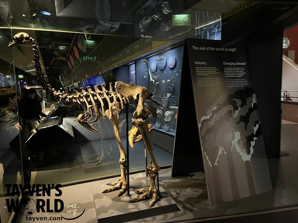 Fossil skeleton of an extinct bird species displayed behind glass at the Natural History Museum in London.