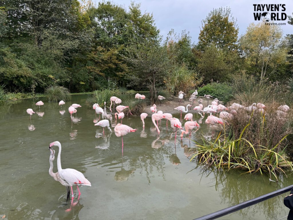 Group of pink flamingos wading in a shallow pond surrounded by greenery