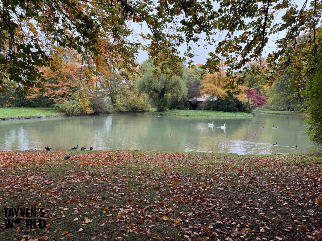 Autumn trees, swans and ducks beside a lake in Munich’s English Garden
